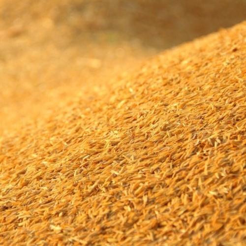 Chất Lượng Trấu Có Thay Đổi Theo Mùa Vụ? Góc Nhìn Ít Người Nói Đến