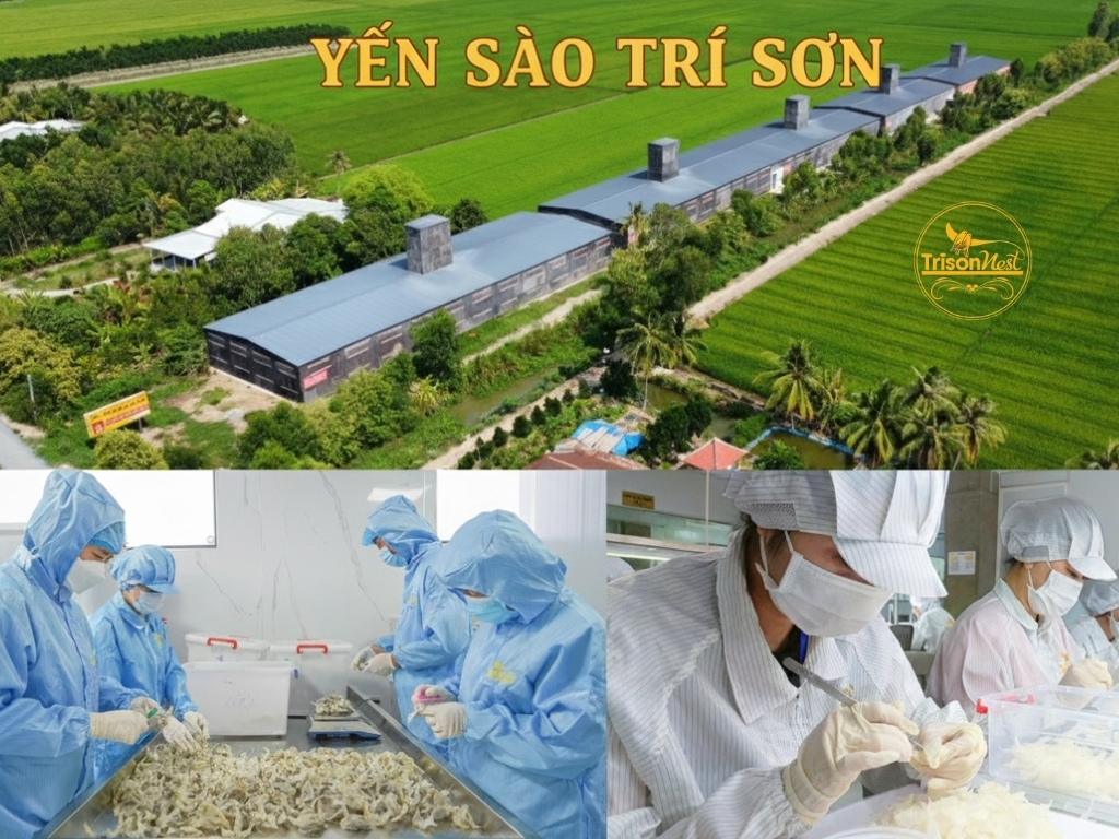 I. Giới thiệu chung