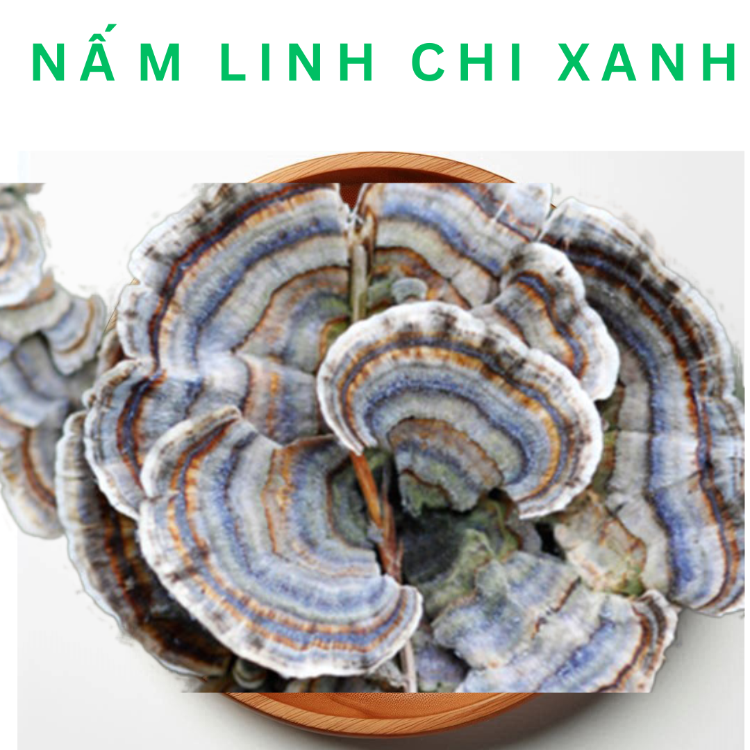 Nấm linh chi xanh là gì?