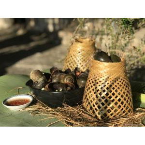 Lựa chọn ốc bươu tươi, sạch