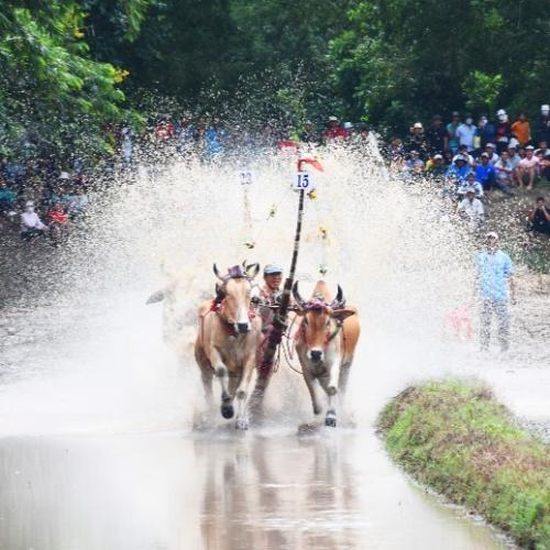 Hội Đua Bò Bảy Núi