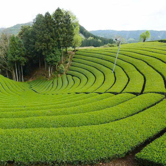 Matcha – Tinh túy trà xanh Nhật Bản