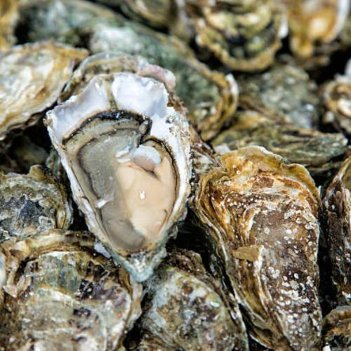 Hàu Biển Những Lợi Ích Bất Ngờ Cho Sức Khỏe Con Người