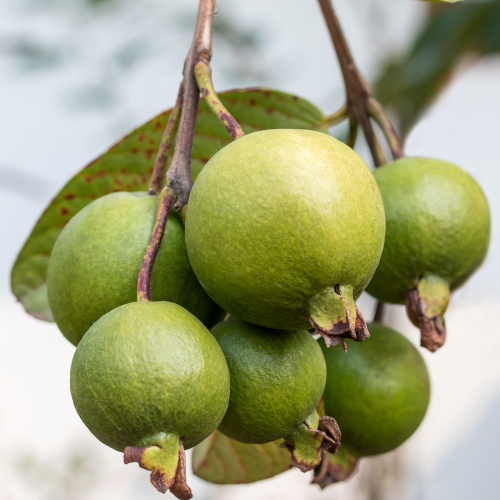 Có Nên Ăn Ổi Còn Non, Ổi Xanh?