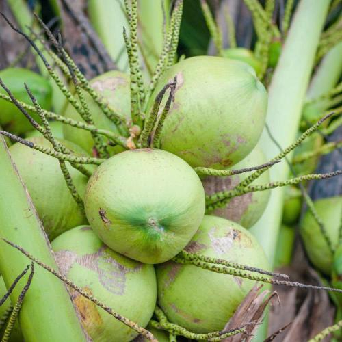 Cây Dừa Gắn Liền Với Đời Sống Của Người Dân Việt Nam