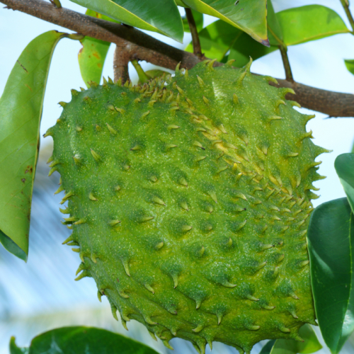 Tác Dụng Dinh Dưỡng Của Quả Mãng Cầu Đối Với Sức Khỏe