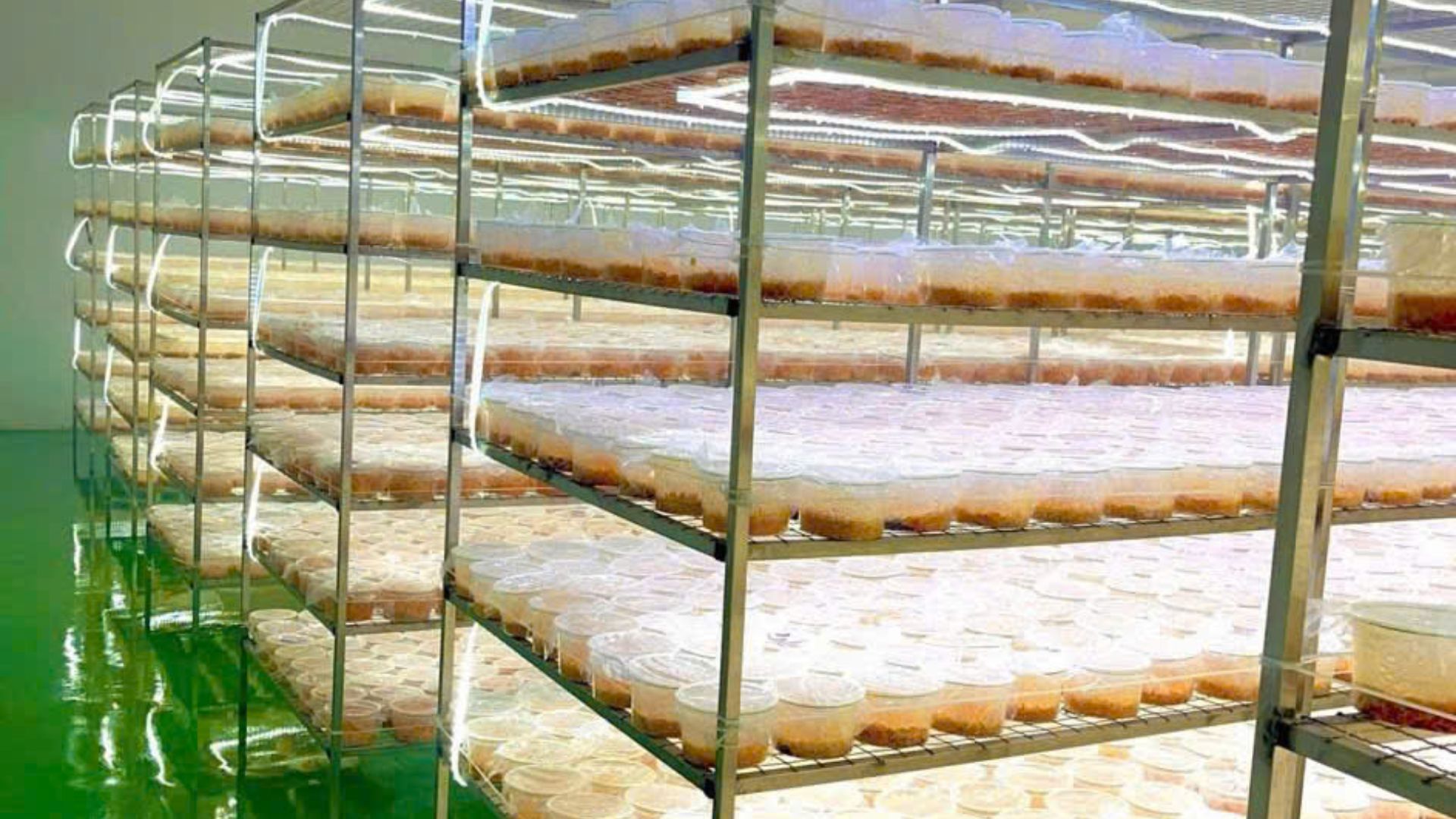 2. Quy trình nuôi trồng