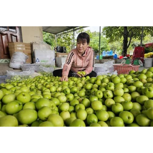 2. Mô Hình Tiêu Biểu Trồng Cây Táo – Năng Suất Vượt Trội