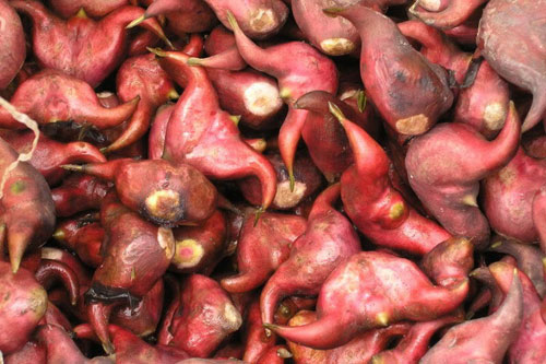 Củ Ấu Lai Vung: Vẻ Ngoài Gai Góc, Tâm Hồn Ngọt Bùi