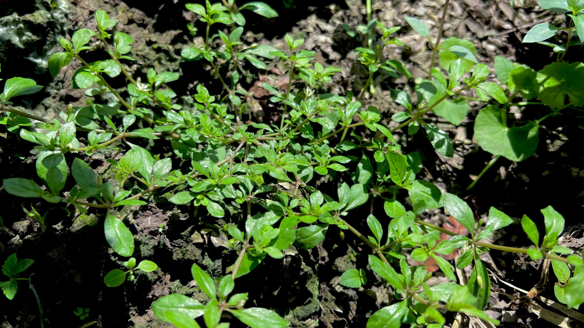 Bóng dáng mẹ và nỗi nhớ "Sau Hè"