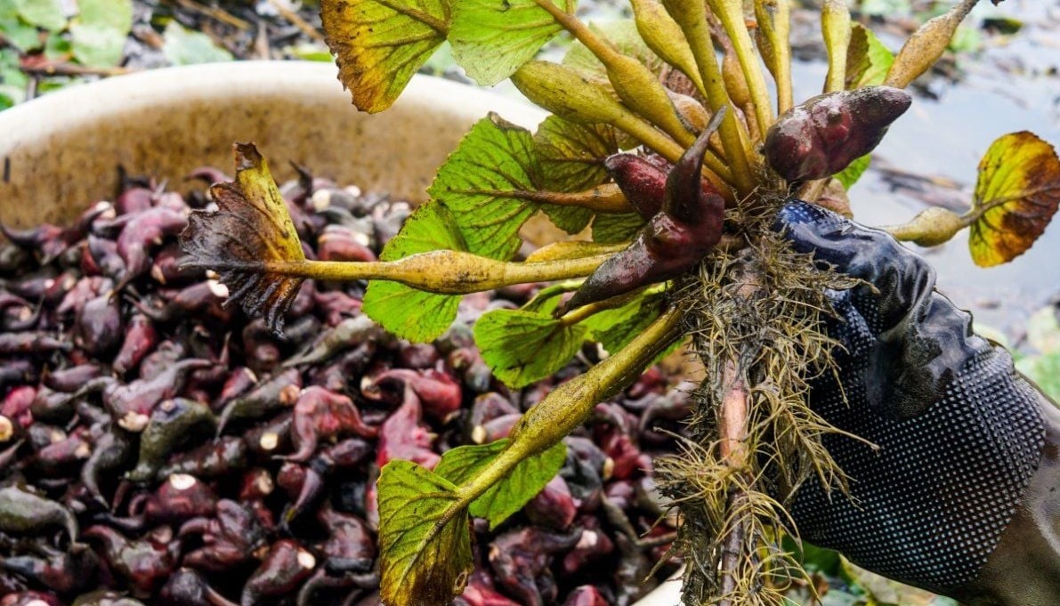 Hương Vị Của Mùa Nước Nổi: Cái Bùi Làm Nên Nỗi Nhớ