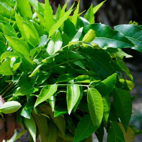 Lá Sầu Đâu: Vị Đắng