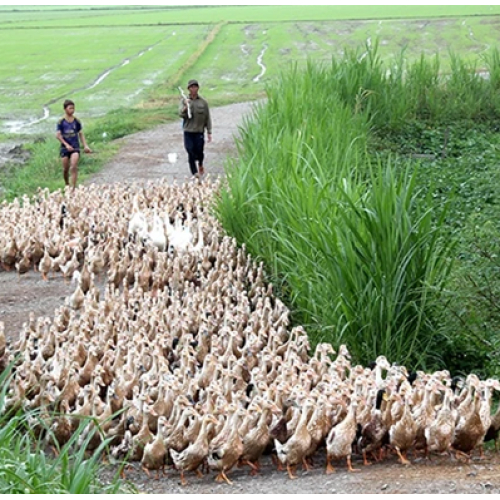 Vịt Chạy Đồng: Khi Nỗi Nhớ Miền Tây Xưa Bắt Đầu Từ Tiếng