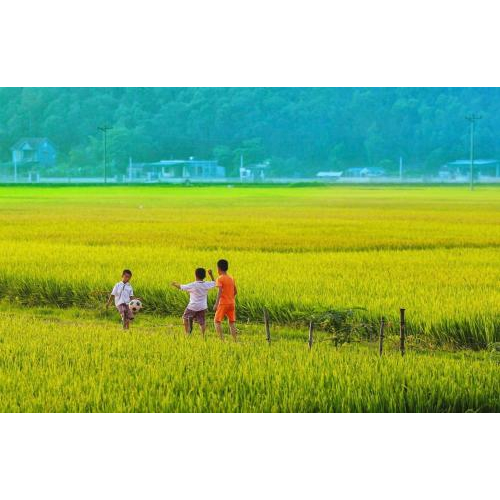 "Chuột Lúa" - Lộc Trời Sau Mùa Gặt