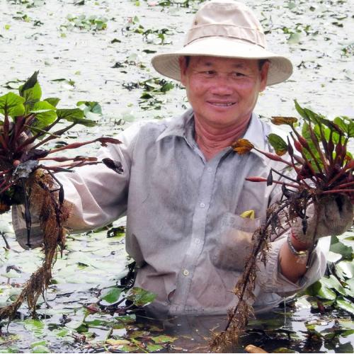 Chuyện Nghề Tách Vỏ Củ Ấu Lai Vung: "Đen Đôi Bàn Tay" Để Giữ Lại Cái Trắng Ngần