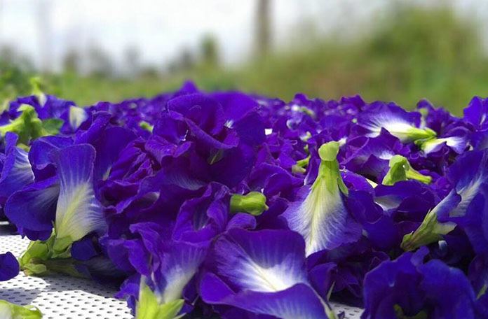 Thanh nhiệt và hỗ trợ tiêu hóa