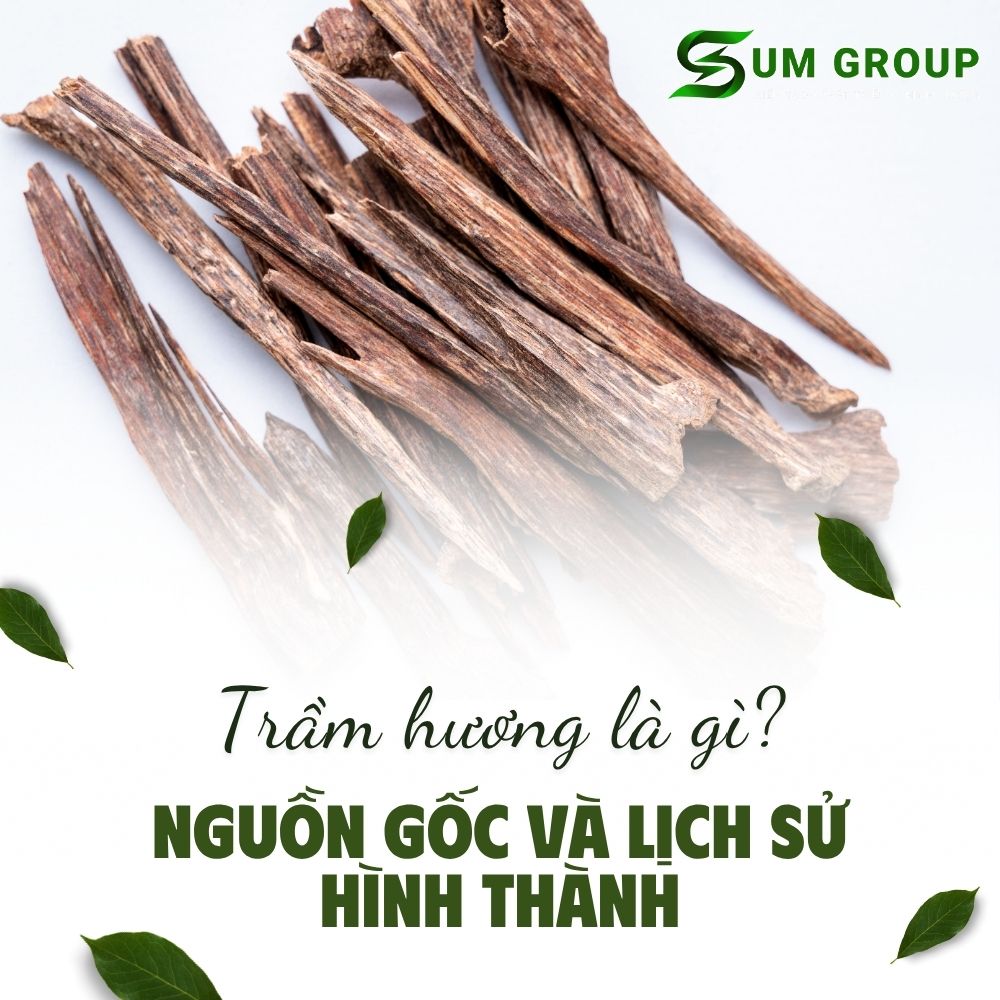 Trầm Hương Là Gì? Nguồn Gốc Và Lịch Sử Hình Thành