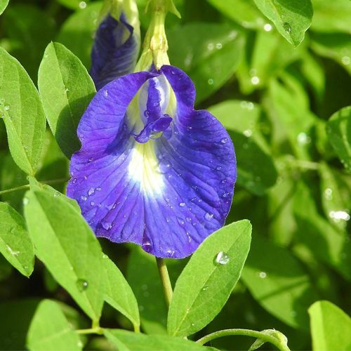 Cánh đồng hoa đậu biết