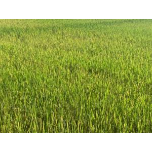 Gạo Hạt Ngọc Trời Thiên Vương 5 Kg - Gạo Thơm Đặc Sản