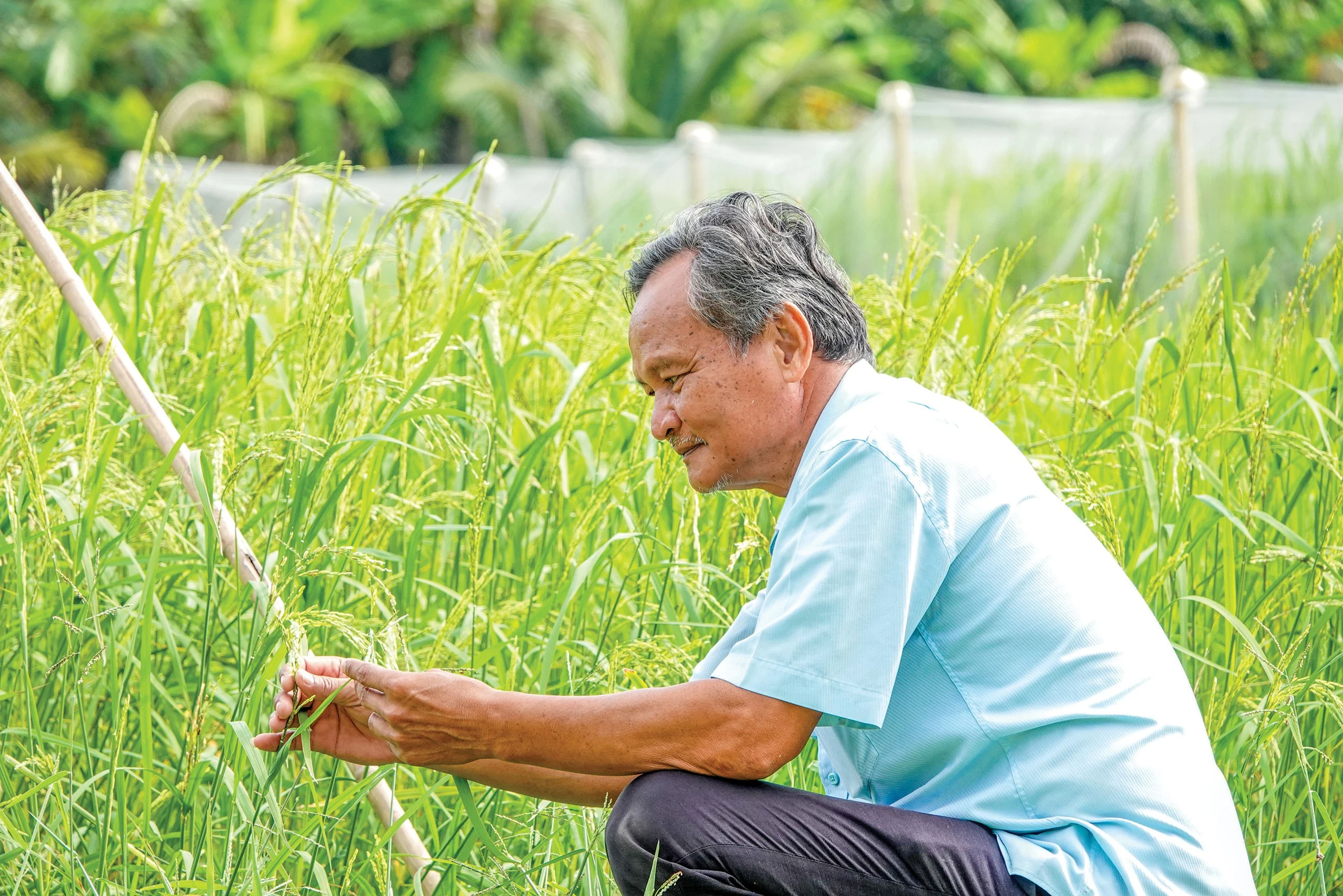 Khu ruộng trồng các giống lúa mùa