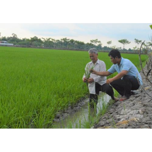 Tình hình ngành nông nghiệp Kiên Giang