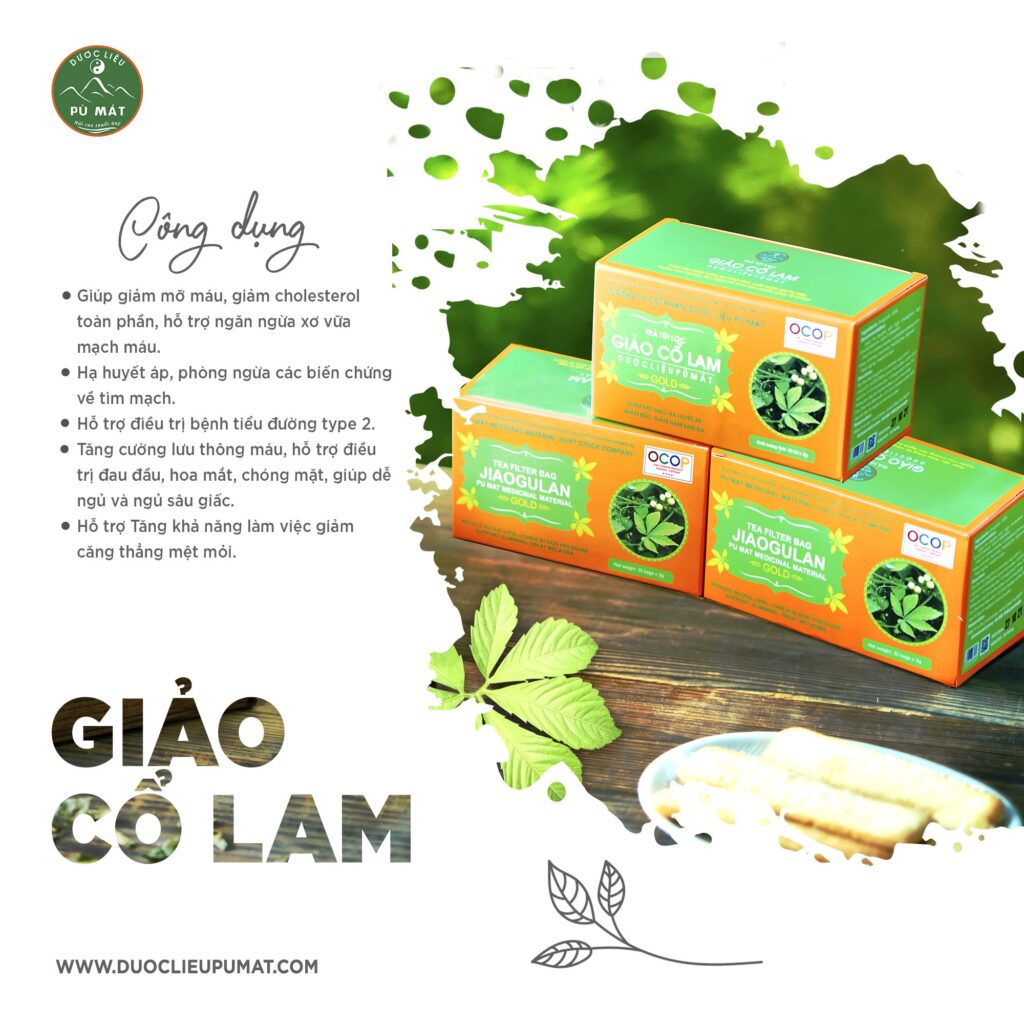 Trà túi lọc giảo cổ lam Pù Mát