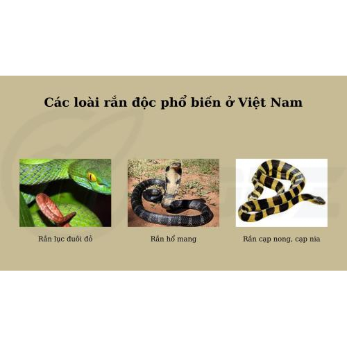 2. Các loài rắn độc phổ biến ở Việt Nam