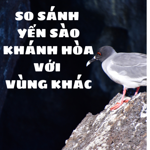 So Sánh Yến Sào Khánh Hòa Với Yến Sào Ở Các Vùng Khác