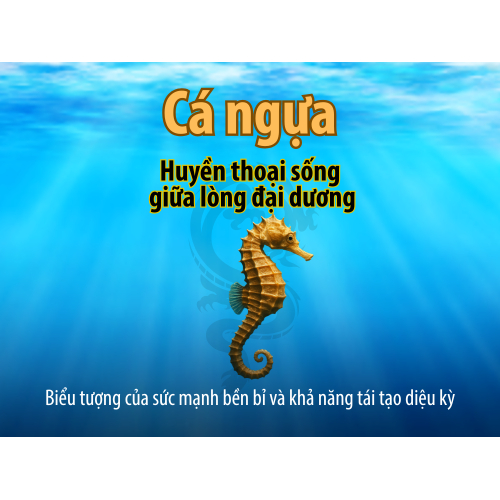 I. Cá ngựa – Huyền thoại sống giữa lòng đại dương