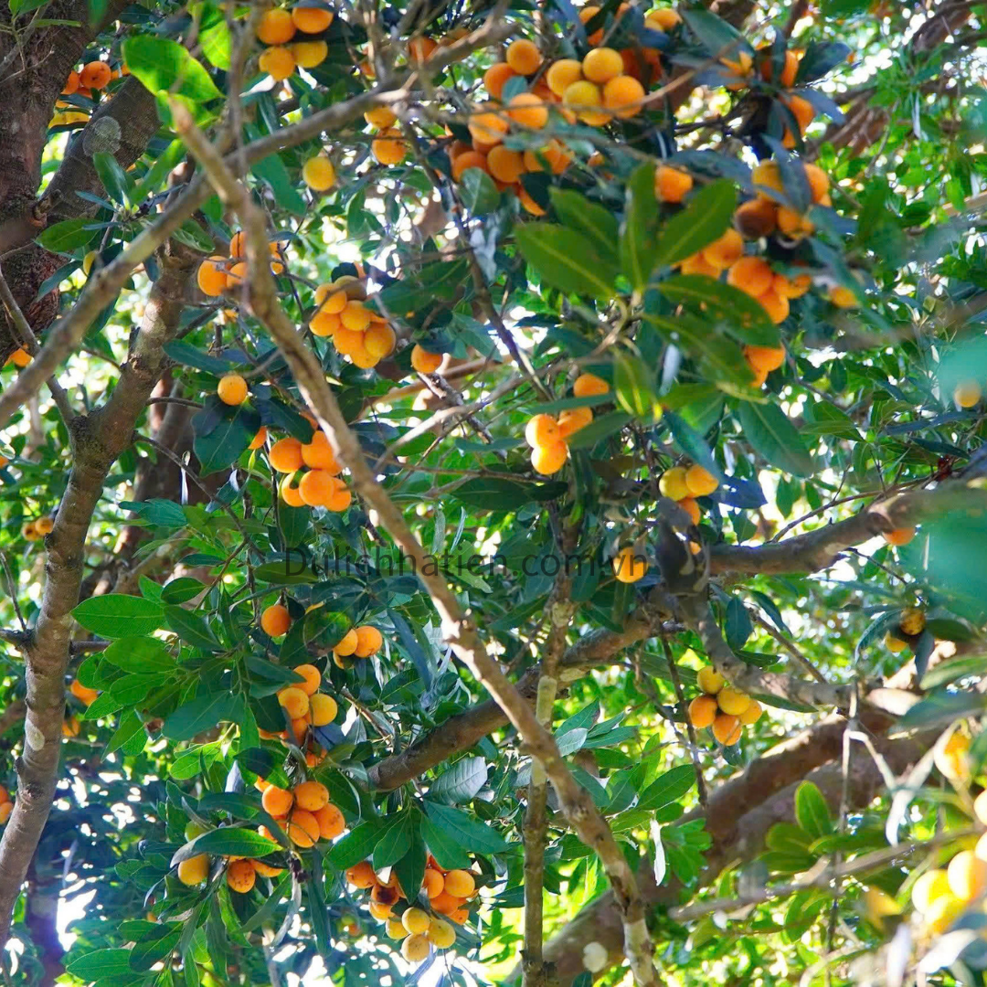 Mùa Thanh Trà Hà Tiên - Hương Vị Tháng Ba Níu Chân Du Khách